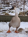 CONVAR254